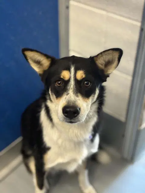 Panda - Siberian Husky