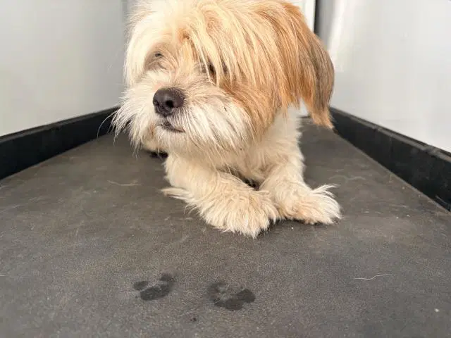 Max - Shih Tzu