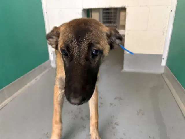 Max - Belgian Shepherd Malinois