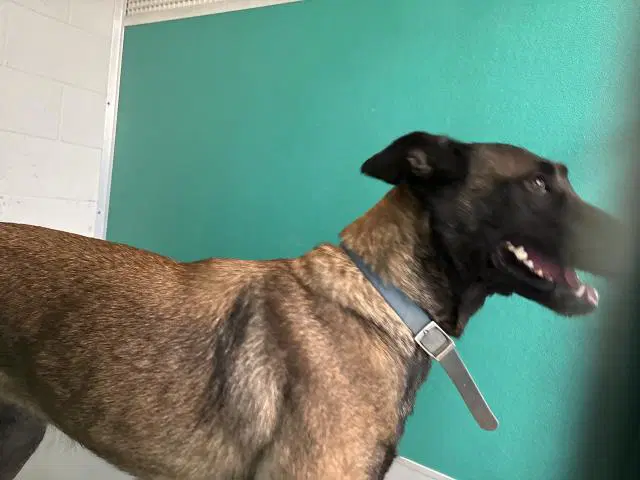 Max - Belgian Shepherd Malinois