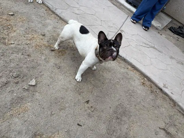 Max - French Bulldog