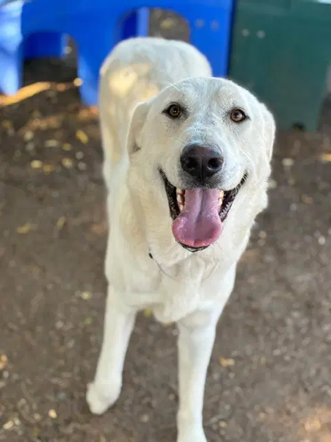 Max - Labrador Retriever