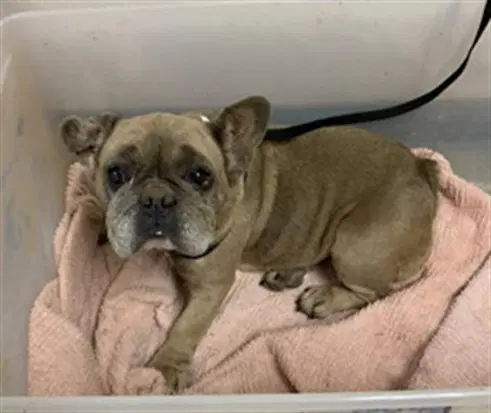 Autumn - French Bulldog