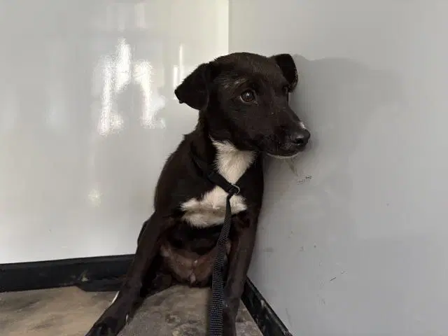 Max - Labrador Retriever