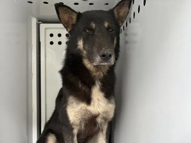Buddy - German Shepherd Dog