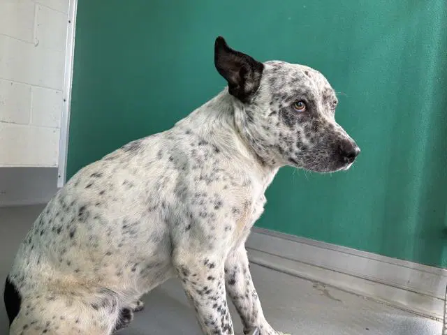 Max - Queensland Heeler