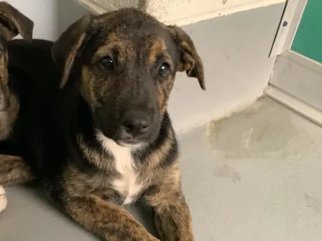 Max - German Shepherd Dog