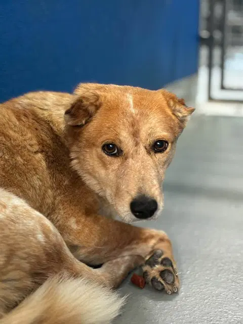 Max - Queensland Heeler