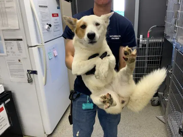 Max - Queensland Heeler