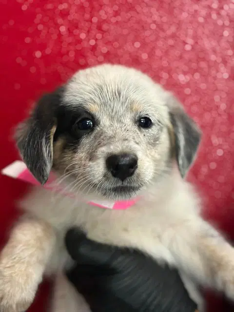 Max - Australian Cattle Dog/Blue Heeler