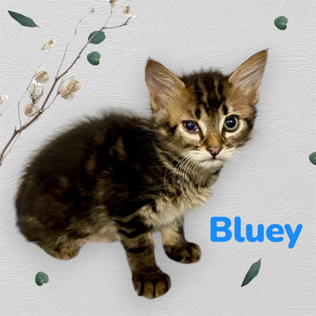 Bluey