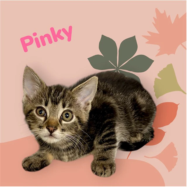Pinky