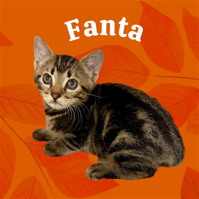 Fanta