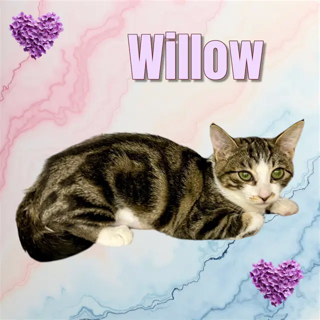 Willow - Domestic Short Hair
