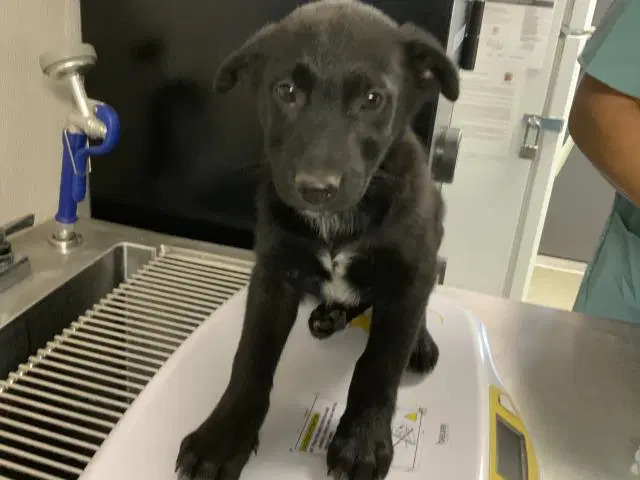 Max - Labrador Retriever