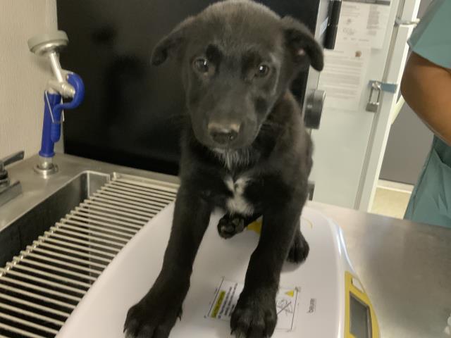 Max