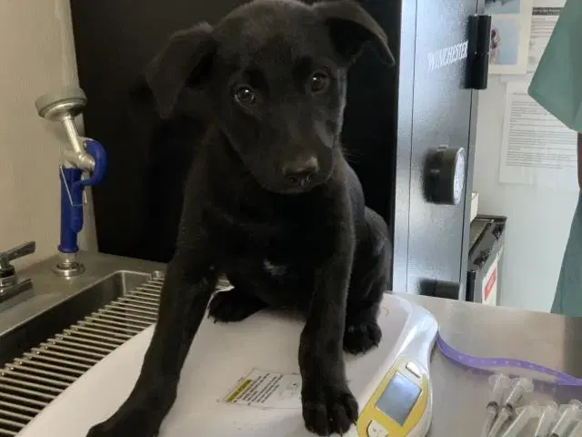Max - Labrador Retriever