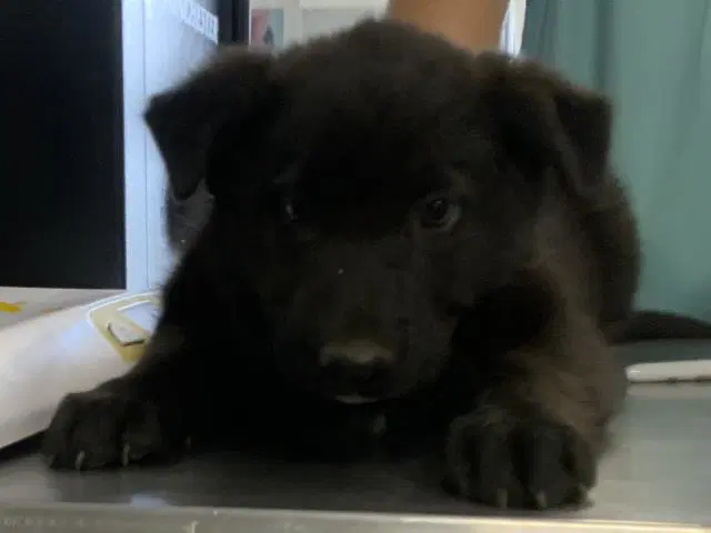 Max - Labrador Retriever