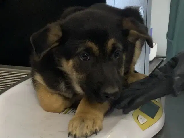Buddy - German Shepherd Dog