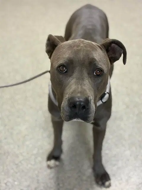 Max - Pit Bull Terrier