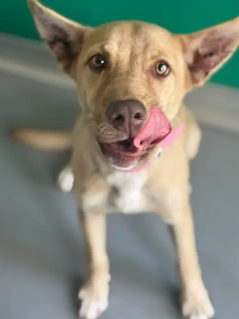 Princess Bubblegum - Pit Bull Terrier