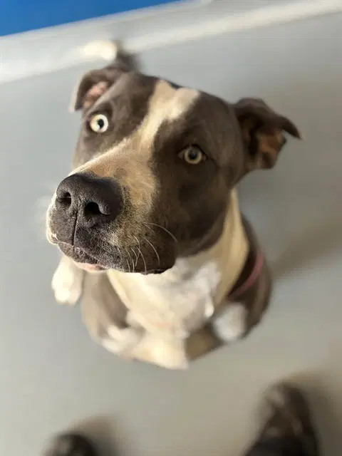 Virana - Pit Bull Terrier