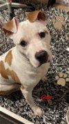 adoptable Dog in norfolk, VA named Odie