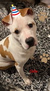 Odie - Photo 2