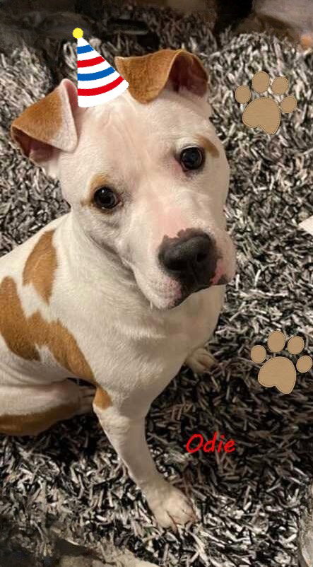 ODIE - American Bulldog available for adoption