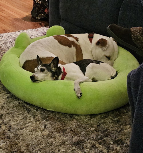 Odie, photo 4