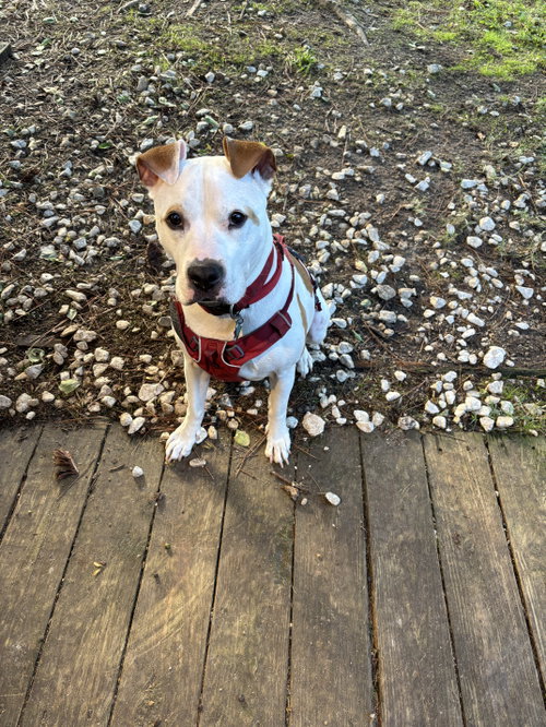 Odie, photo 5