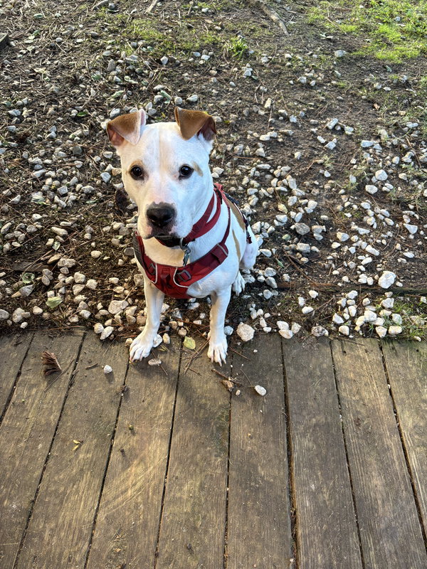 Odie