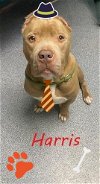 adoptable Dog in  named Harris
