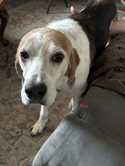 picture of the dog needing adoption