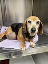 adoptable Dog in  named Charity