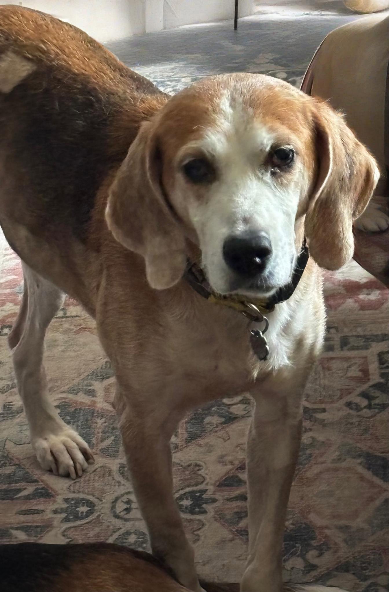 Gomer