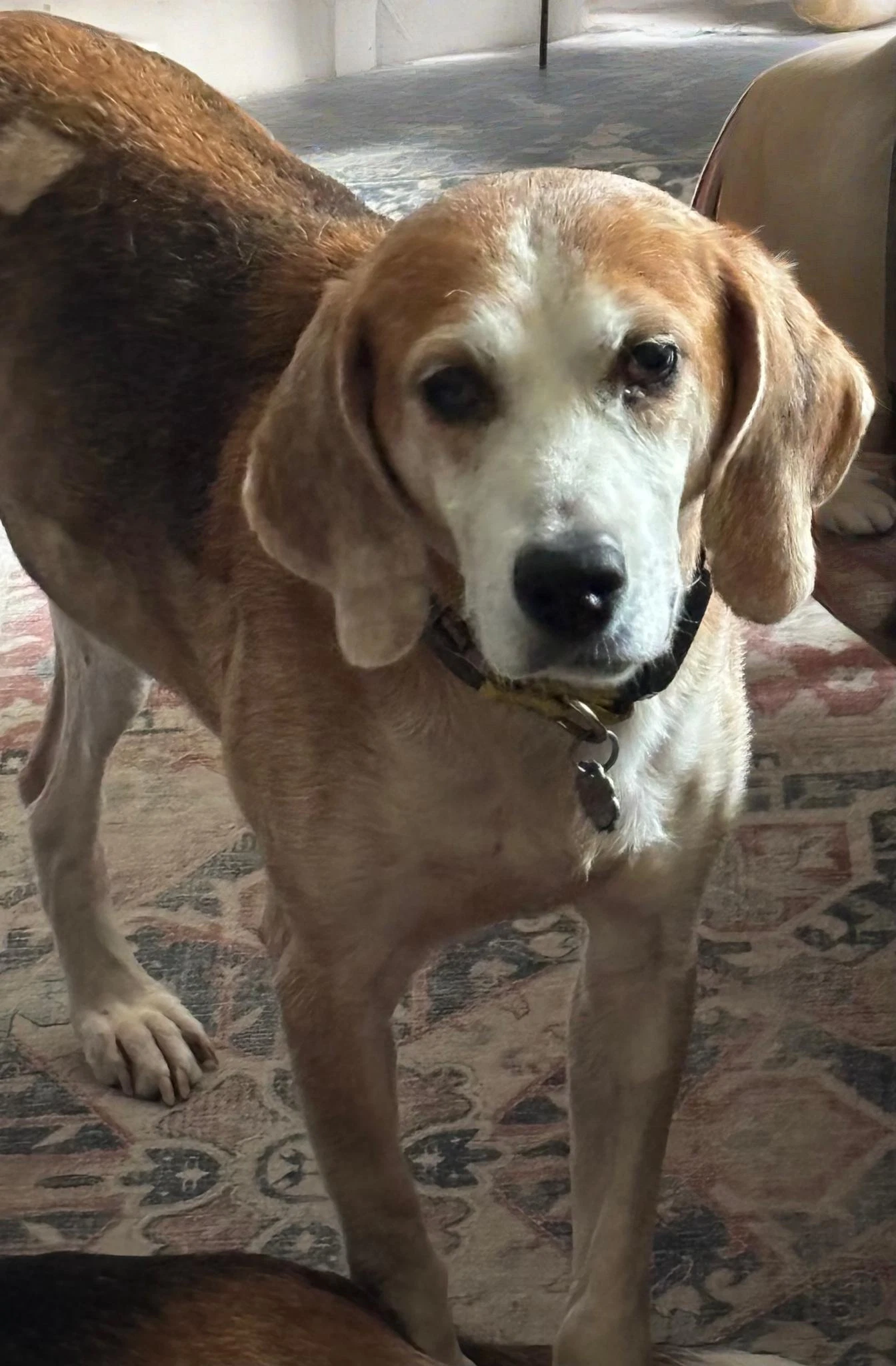 Gomer