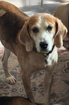 Gomer - Photo 1