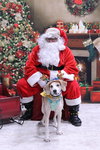 Gomer - Photo 3