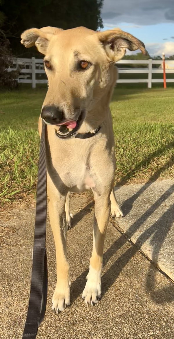 Brownie-  COURTESY POST