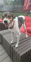 adoptable Dog in orlando, FL named Rainbow
