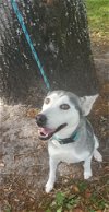 adoptable Dog in orlando, FL named Chloey