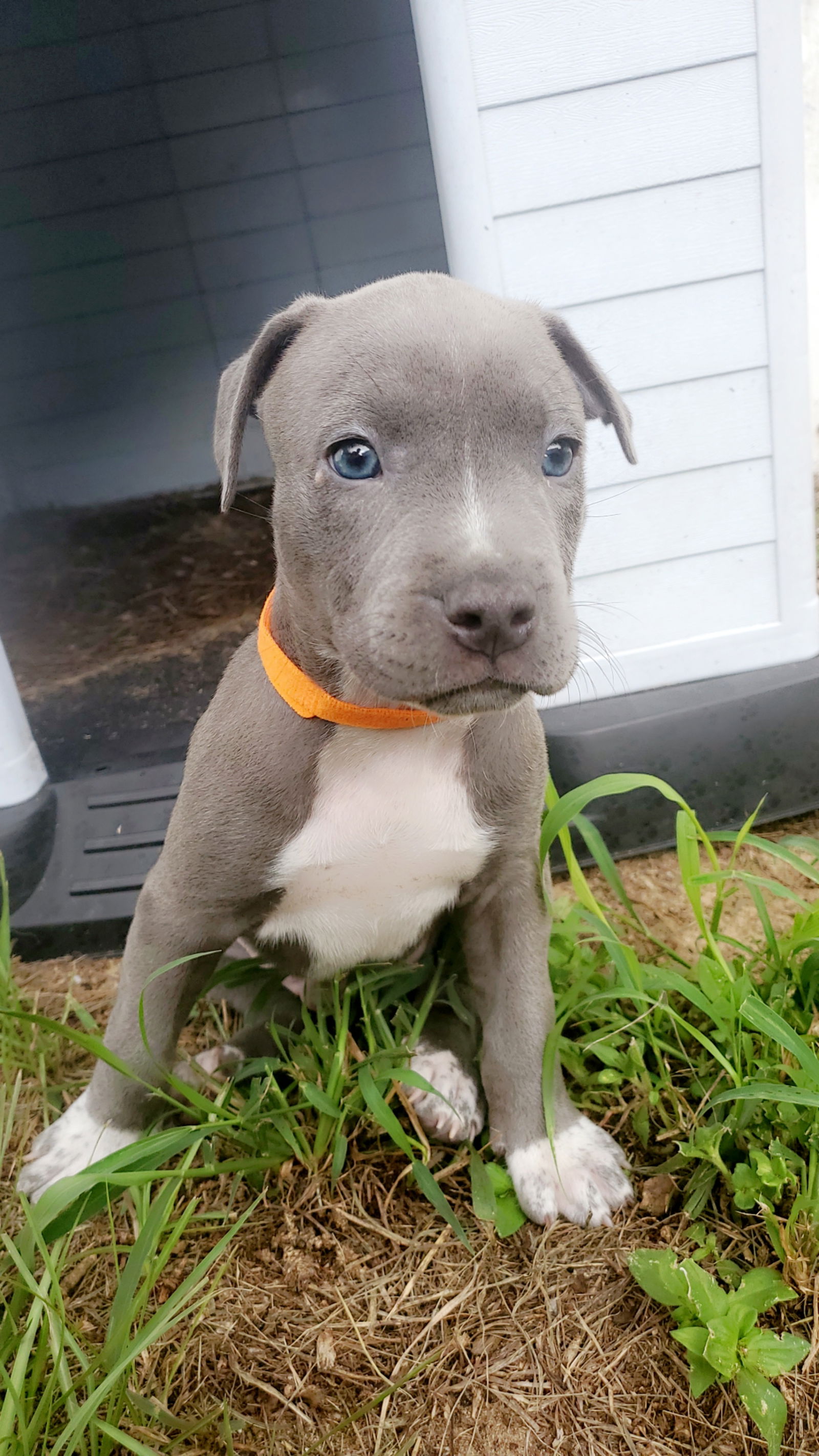 adoptable Dog in Orlando, FL named Pavarotti and his 9 siblings