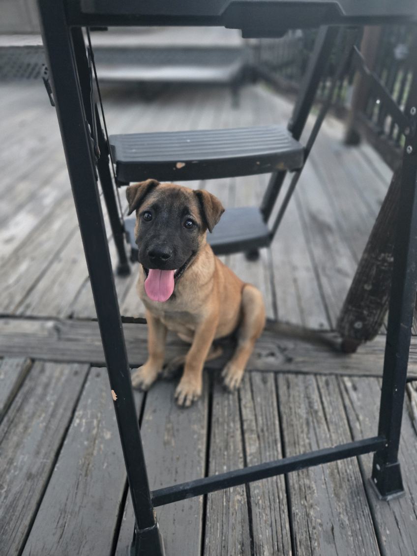 adoptable Dog in Orlando, FL named Sassy