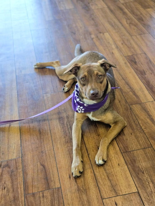 Ruby, an adoptable Shepherd in Orlando, FL