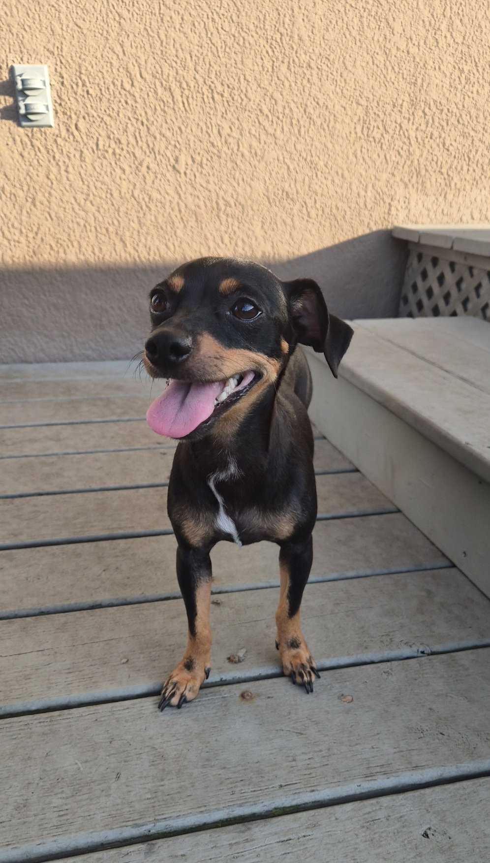 Princess, Chihuahua