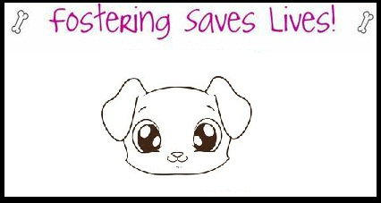 FOSTERS NEEDED!! - Labrador Retriever available for adoption