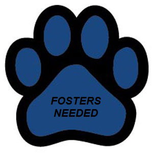FOSTERS NEEDED!!