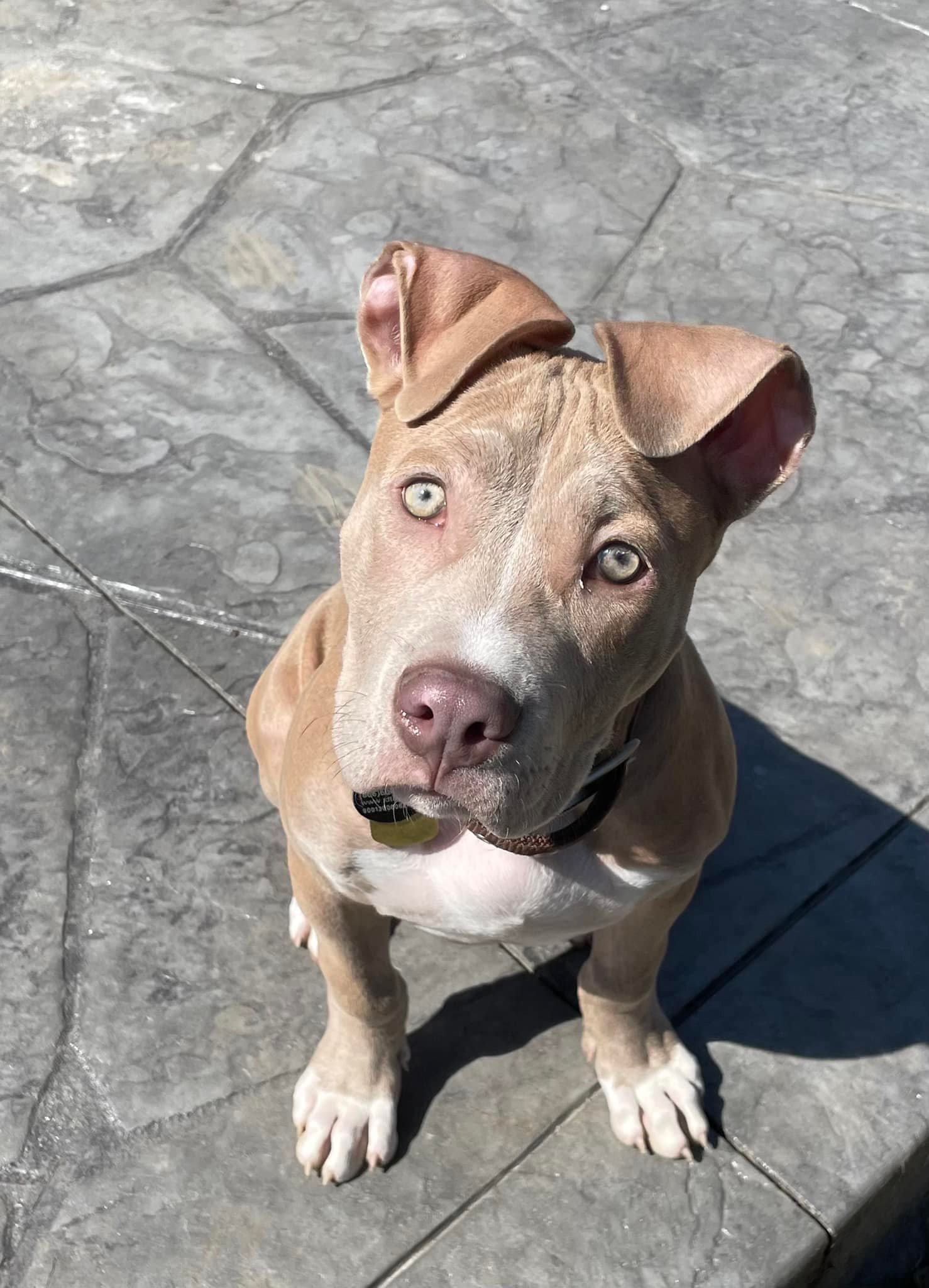 adoptable Dog in Belleville, MI named Bronx