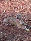 adoptable Dog in belleville, IL named Elijah
